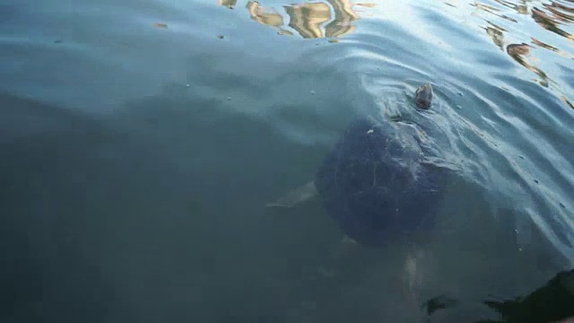 海龟自然水视频素材