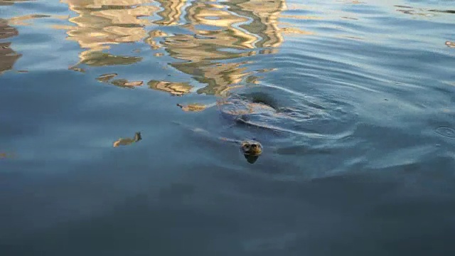 海龟自然水视频素材