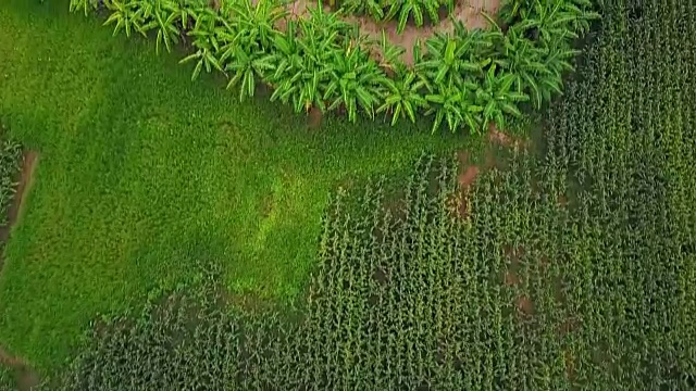 带水库的香蕉农场，空中拍摄视频素材