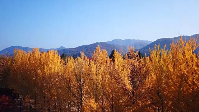 韩国奈美岛秋季鸟瞰图视频素材