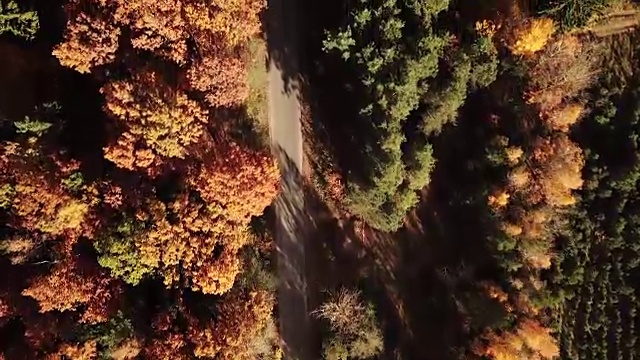 鸟瞰图的道路在秋季海岸森林。视频素材