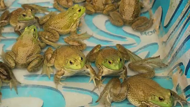 许多想要逃出的青蛙伤痕累累。为食用而培育的青蛙数量为4K视频素材