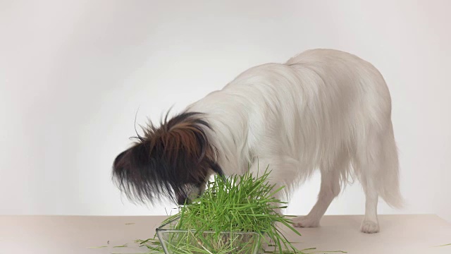 美丽的年轻雄性狗大陆玩具猎犬蝴蝶吃新鲜发芽的燕麦在白色的背景库存录像视频素材