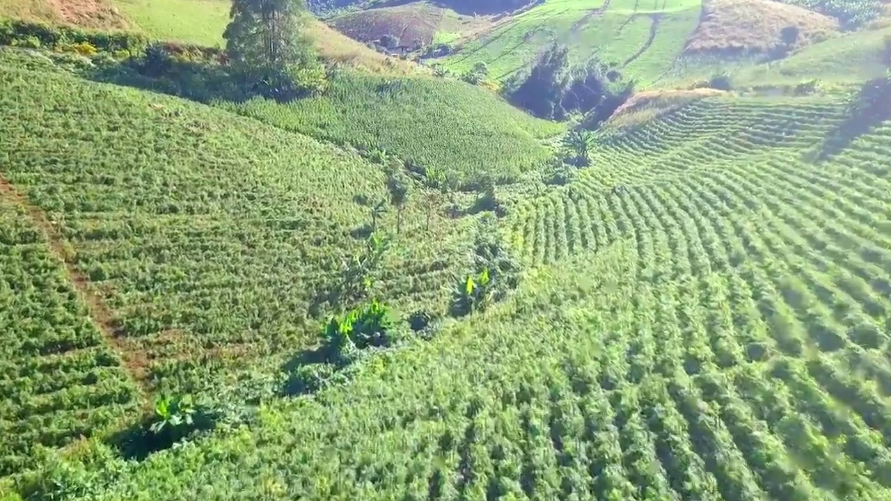 鸟瞰图蔬菜花园西红柿视频素材