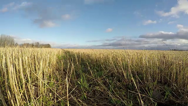 秋收后的农田里有麦茬和云雾，时间流逝视频素材