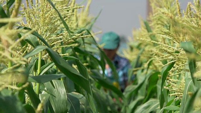 一名农妇在检查玉米植株视频素材