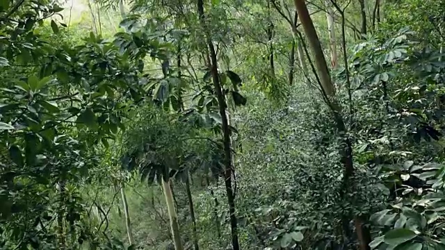 热带雨林在多风的日子，斯坦尼康视频素材