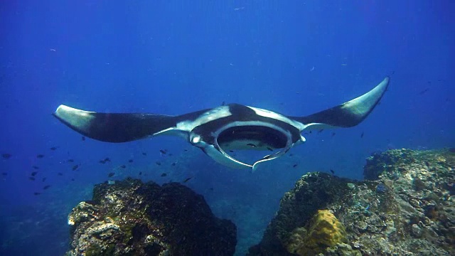 罕见的水下近距离接触濒危物种海洋蝠鲼(Manta birostris)视频素材