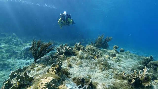 潜水员在库拉索岛附近的加勒比海珊瑚礁视频素材