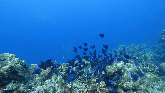 海景珊瑚礁在加勒比海附近的库拉索岛与鱼群医生视频素材