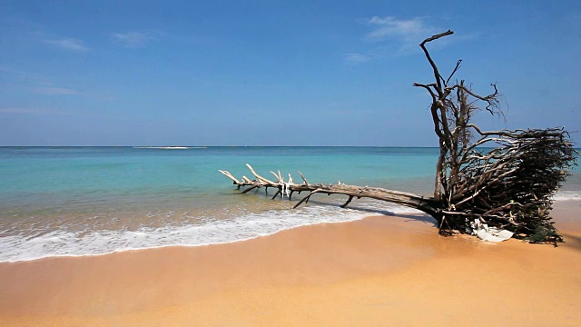 海滩上的枯树干视频素材