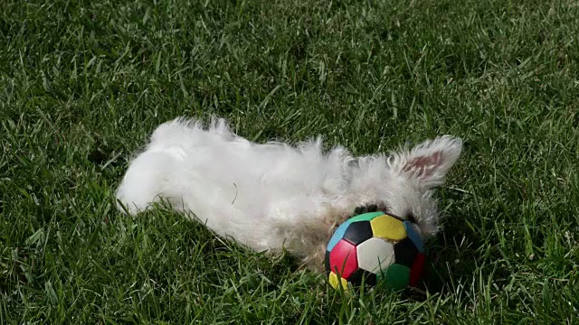 西部高地白色小猎犬在玩球视频素材