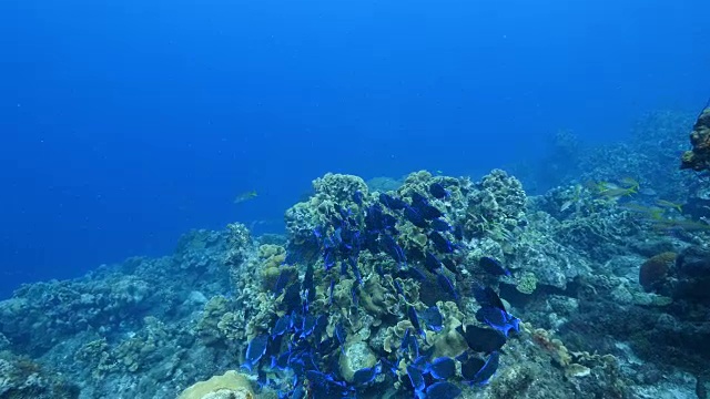 在库拉索岛周围的加勒比海珊瑚礁海景视频素材