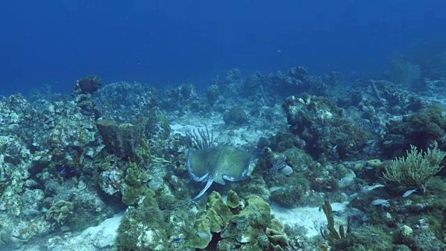 在礁湖潜水地点库拉索岛附近的加勒比海珊瑚礁中的黄貂鱼视频素材