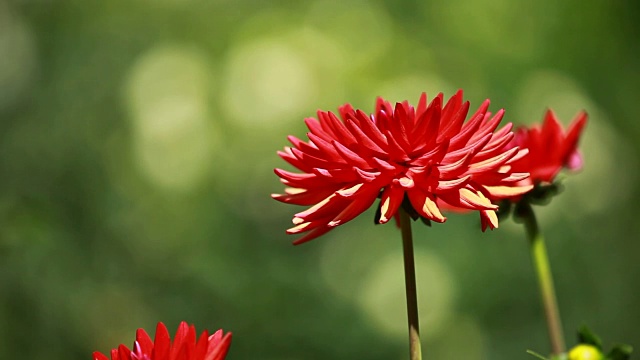 大丽花在晨光中绿色的花园视频素材