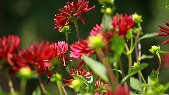 大丽花在晨光中绿色的花园视频素材