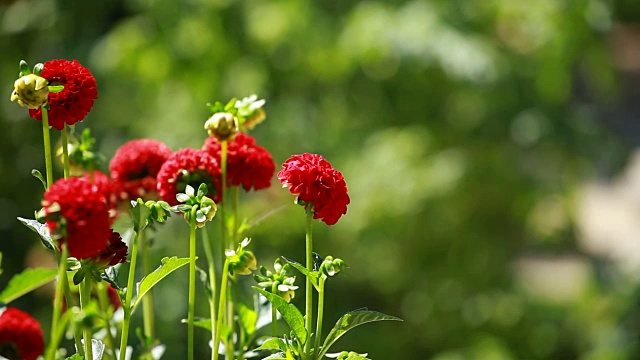 大丽花在晨光中绿色的花园视频素材