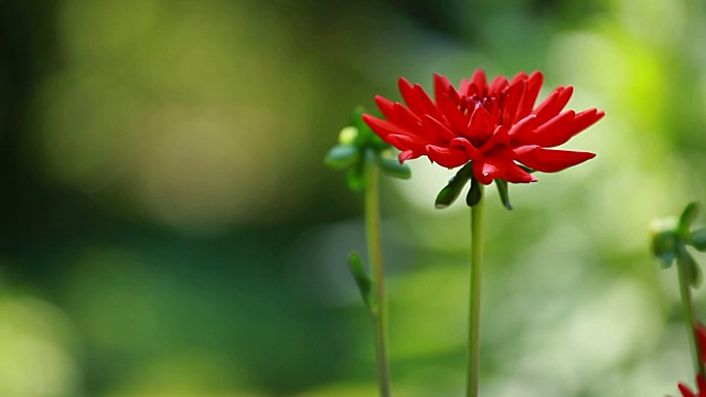 大丽花在晨光中绿色的花园视频素材