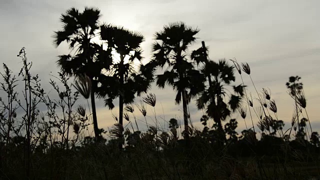 稻田里夕阳下棕榈树的剪影视频素材