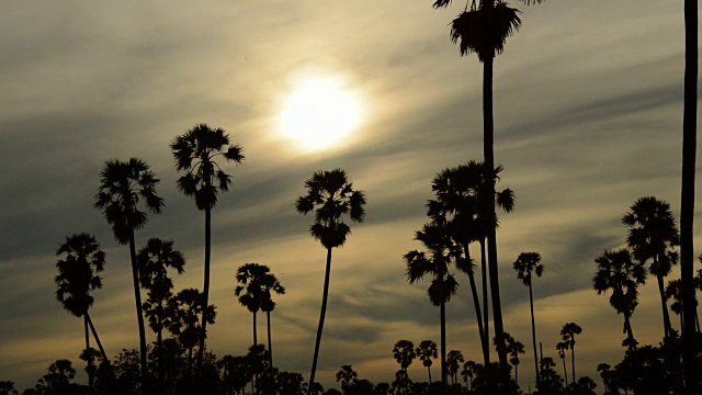 稻田里夕阳下棕榈树的剪影视频素材