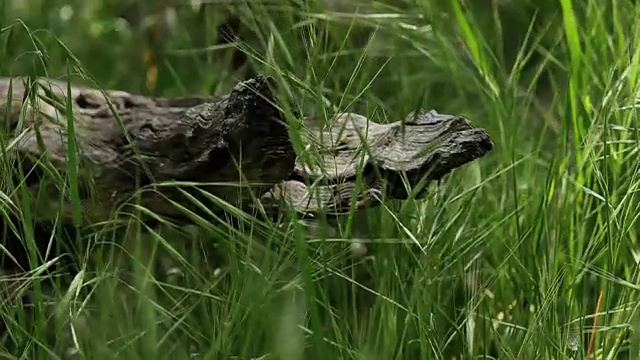 高高的草丛中倒下的树视频素材