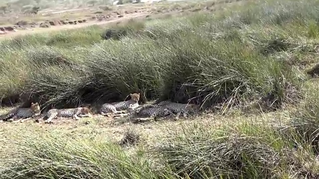 草原和猎豹家族视频下载