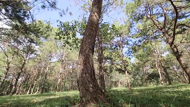 泰国北部的松tee视频素材