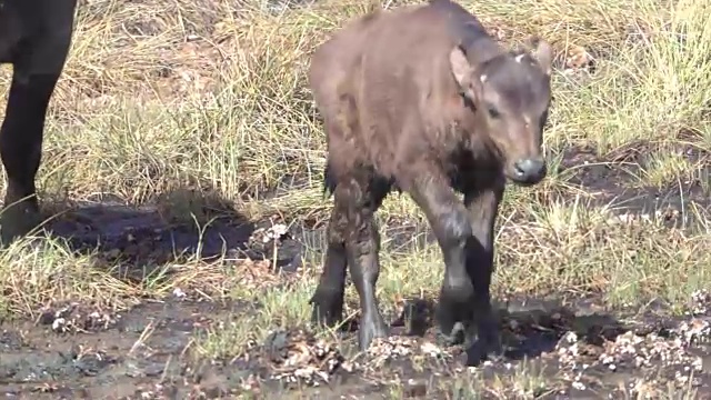 新生的Cape Buffalo Calf由母亲和兽群保护视频素材