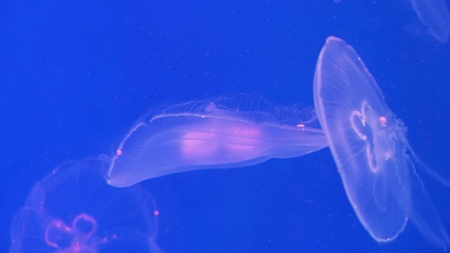 水母在海里跳舞视频素材