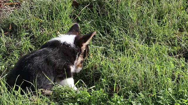 坐在草地上的威尔士柯基犬视频素材