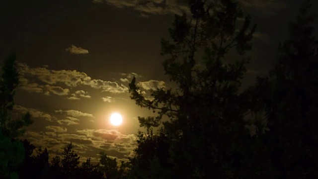 满月在夜空中穿过乌云和树木。间隔拍摄视频素材