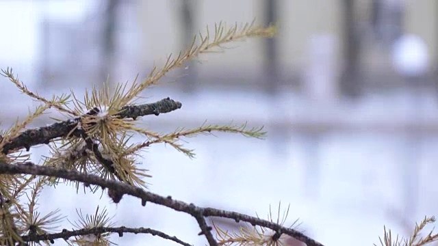 冬季的针叶树的分枝视频素材