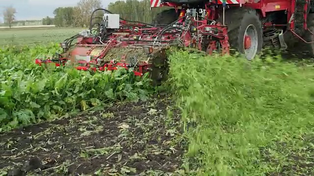 秋末阳光明媚的一天，荷兰田野里的甜菜机械化收割视频素材