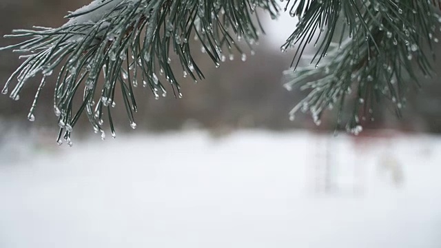 圣诞树背景下的自然雪与轻风在冰柱视频素材