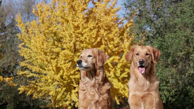 金毛猎犬坐在倒下的树前视频素材