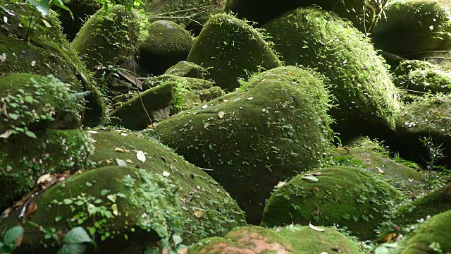 特写蕨类植物视频素材