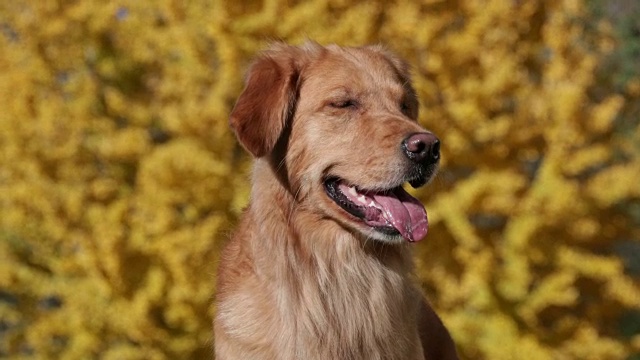 金毛猎犬坐在前面的秋天树特写视频下载