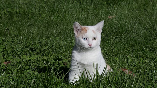 坐在草地上的猫视频素材