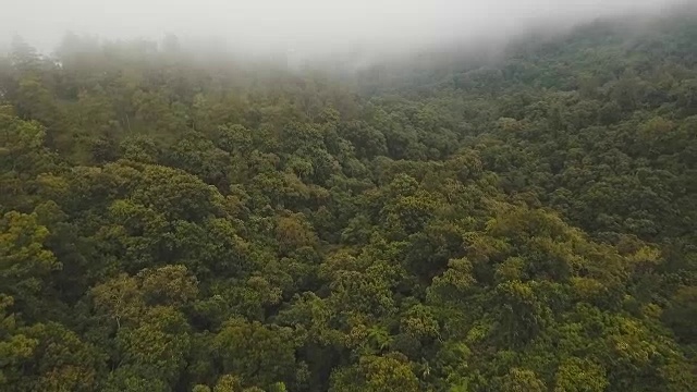 云中雨林，印度尼西亚巴厘岛视频素材