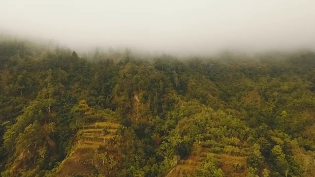 云中雨林，印度尼西亚巴厘岛视频素材