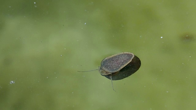 蜗牛在水里游泳视频素材