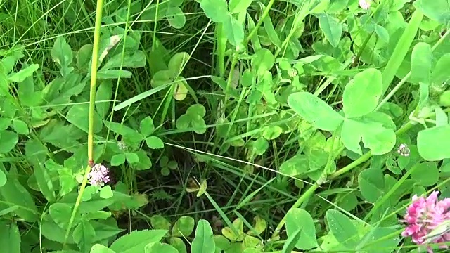 草地草地近距离使用斯坦尼康水平全景。视频镜头运动摄像机视频素材