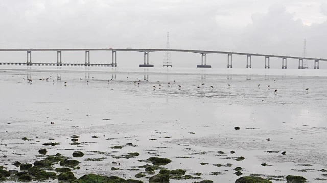 圣马特奥海沃德桥附近退潮，海鸟正在进食视频下载