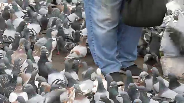 数百只城市鸽子聚集在巴塞罗那的街道上，给这名妇女喂食视频素材