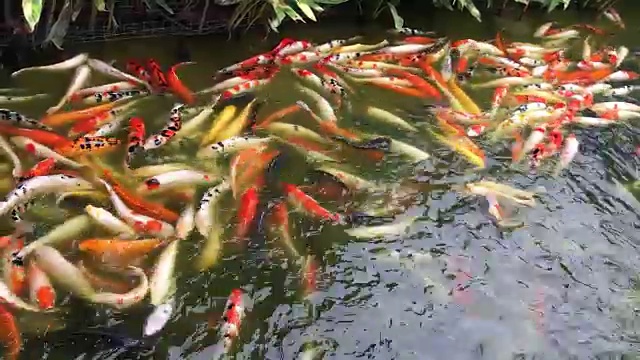 许多日本锦鲤在池塘里游泳。视频素材