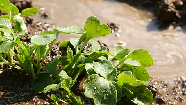 向新鲜植物浇水视频素材