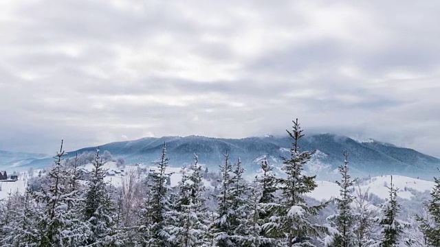 冬天喀尔巴阡的风景，圣诞树在雪地里。视频素材