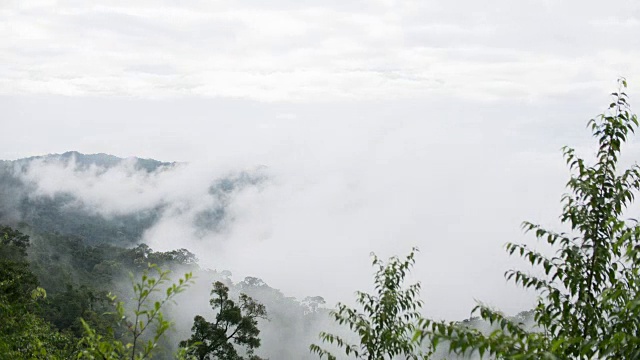 雾流动在热带树木在寒冷的温度在山顶，延时视频视频素材