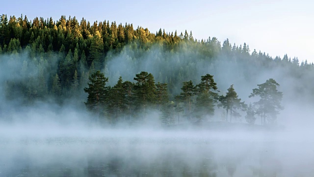 森林里的大雾天- Drammen，挪威视频素材