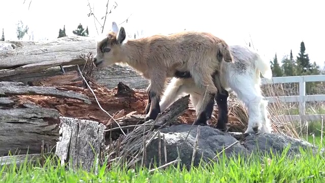 山羊在奔跑和玩耍视频素材